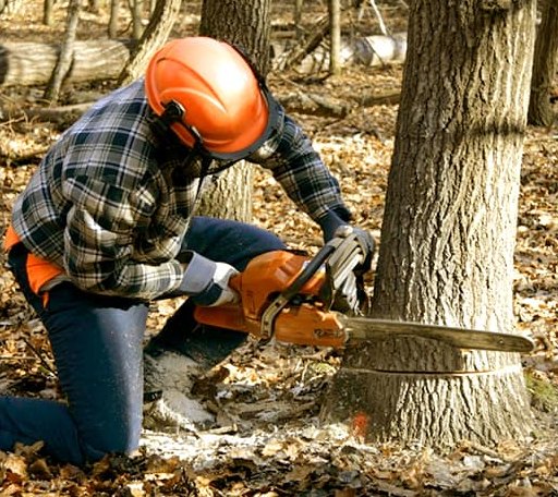 Tree Removal in Burgess, VA